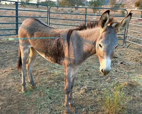 Wild Ass Healing Following Recent Projectile Strike on Free-Roaming Asses in the Golden State