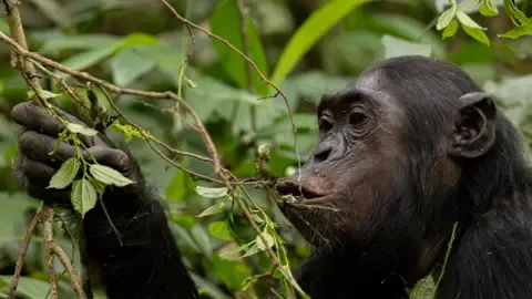 Wild Chimps Consuming a Daily Dose of a Beer Per Day from Fermented Fruits, Research Shows