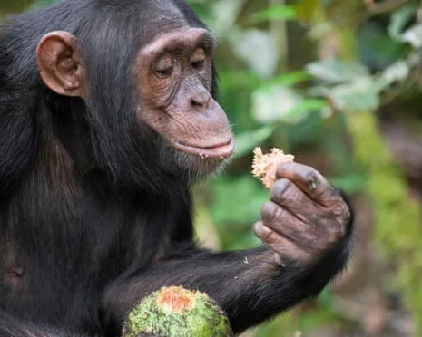 Apes Consume Daily Alcohol Comparable to a Lager from Fermented Figs